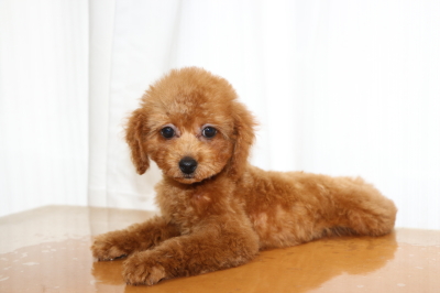トイプードルレッドの子犬メス、生後3ヵ月画像