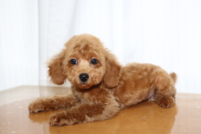 トイプードルレッドの子犬メス、生後3ヵ月画像