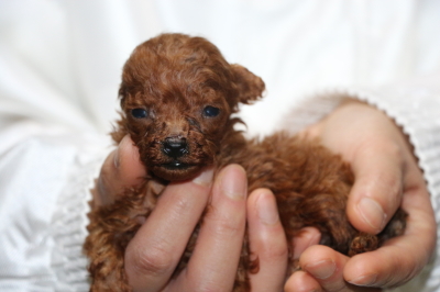 ティーカッププードルレッドの子犬、生後5週間画像