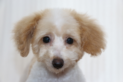 トイプードルホワイト＆レッド(白赤)の子犬オス、生後3ヵ月画像