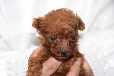 ティーカッププードルレッドの子犬メス、生後6週間画像