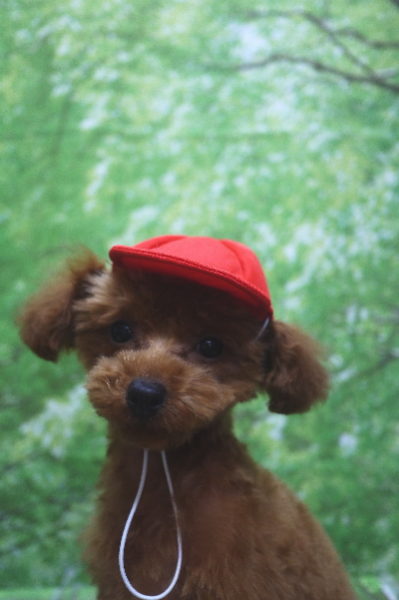 千葉県船橋市のトイプードルのトリミング画像