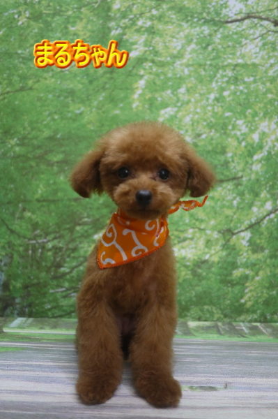 千葉県船橋市のトイプードルのトリミング画像