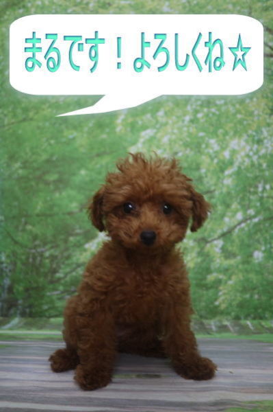 千葉県船橋市のトイプードルのトリミング前画像