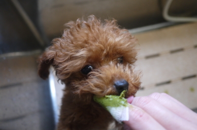 千葉県船橋市のトイプードルのハーブ歯磨き画像