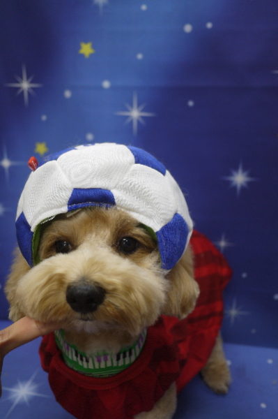 千葉県市川市のミックス犬トリミング画像