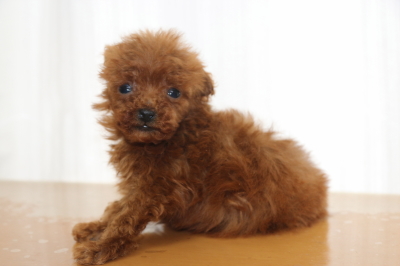 ティーカッププードルレッドの子犬メス、生後8週間画像