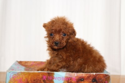 ティーカッププードルレッドの子犬メス、生後8週間画像