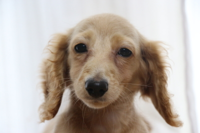 ミニチュアダックスイエロー(クリーム)の子犬メス、生後3ヵ月画像