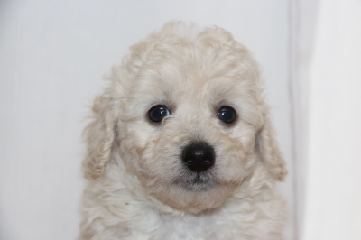 トイプードルホワイト(白)の子犬オス、生後6週間画像