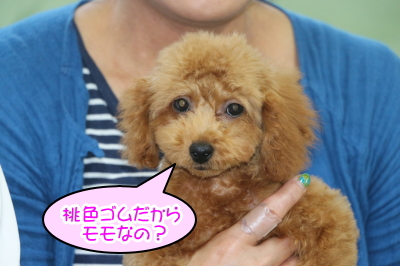 タイニープードルレッドの子犬メス、千葉県船橋市モモちゃん画像