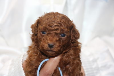 トイプードルレッドの子犬オス、生後4週間画像