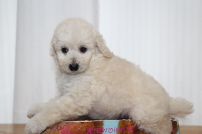 トイプードルホワイト(白)の子犬オス、生後7週間画像