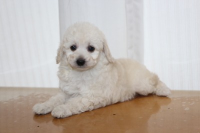 トイプードルホワイト(白)の子犬オス、生後7週間画像