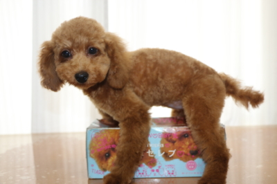 トイプードルレッドの子犬メス、生後4ヵ月画像