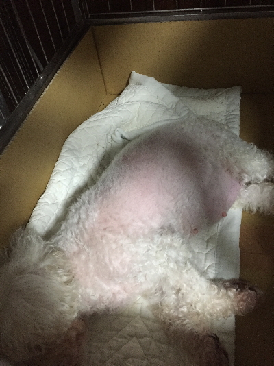 トイプードルホワイト(白)妊娠犬画像