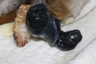トイプードルシルバーの子犬メス、産まれたばかり画像