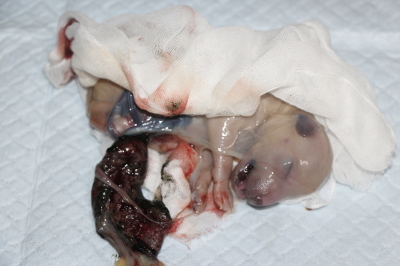 トイプードルホワイト(白)の子犬メス、産まれたばかり画像