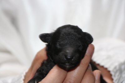 トイプードルシルバーの子犬メス、生後2日画像