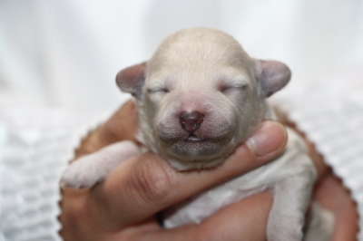 トイプードルホワイト(白)の子犬メス、生後2日画像