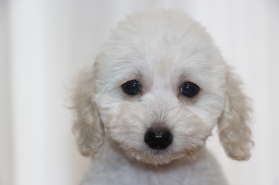 タイニープードルホワイト(白)の子犬オス、生後2ヵ月画像