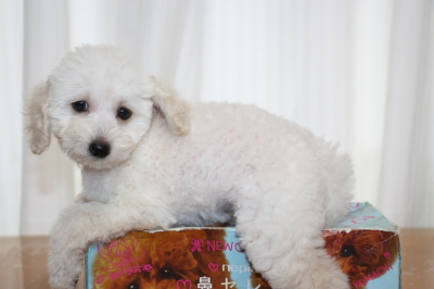 タイニープードルホワイト(白)の子犬オス、生後2ヵ月画像