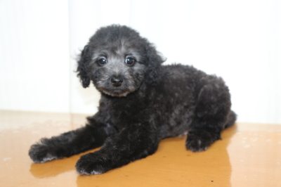 トイプードルシルバーの子犬オス、生後2ヵ月画像