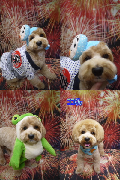 千葉県市川市のミックス犬トリミング画像