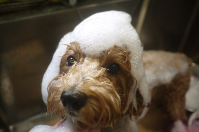 千葉県市川市のミックス犬シャンプー画像