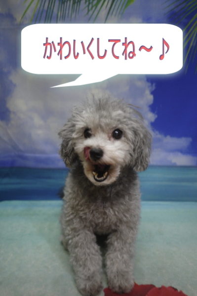 千葉県印西市のトイプードルのトリミング前画像