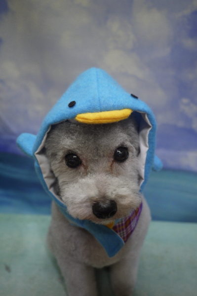 千葉県印西市のトイプードルのトリミング画像