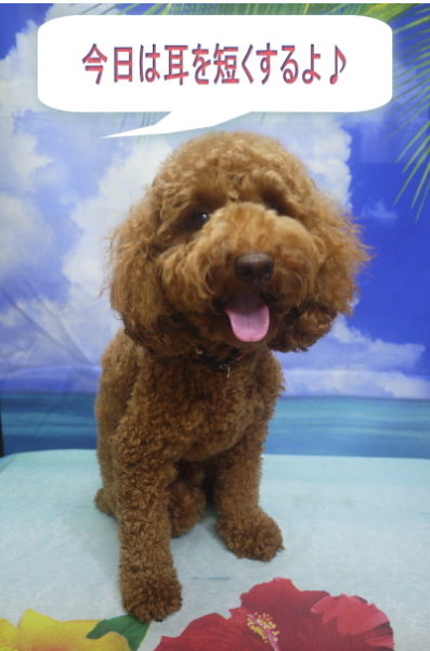 千葉県船橋市のトイプードルのトリミング前画像