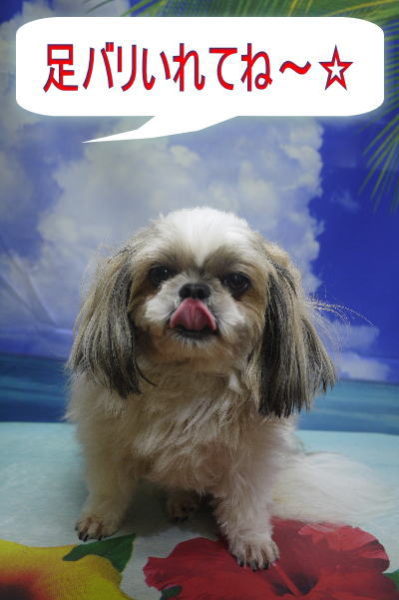 千葉県鎌ヶ谷市のシーズーのトリミング前画像