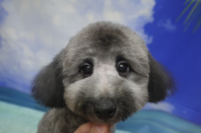 トイプードルブリーダーの子犬、トリミング画像