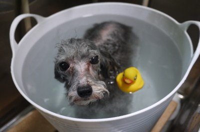 千葉県印西市のトイプードルの炭酸泉画像