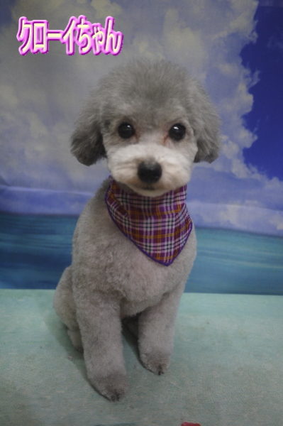 千葉県印西市のトイプードルのトリミング画像