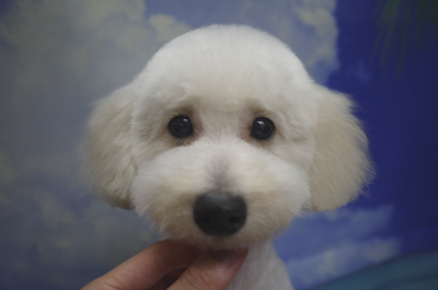 トイプードルブリーダーの子犬、トリミング画像