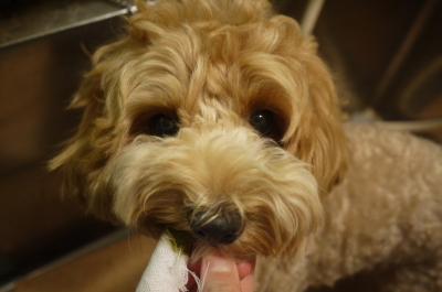 千葉県市川市のミックス犬ハーブ歯磨き画像
