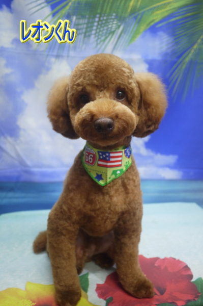 千葉県船橋市のトイプードルのトリミング画像