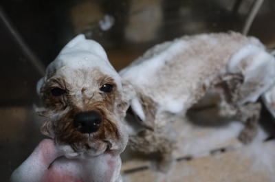 千葉県船橋市のトイプードルのシャンプー画像