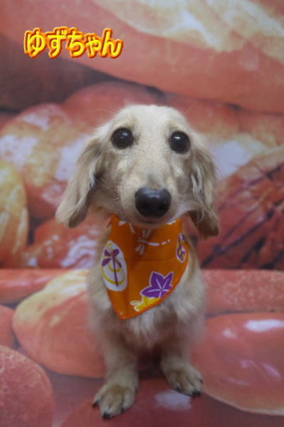 千葉県鎌ケ谷市のミニチュアダックスのトリミング画像