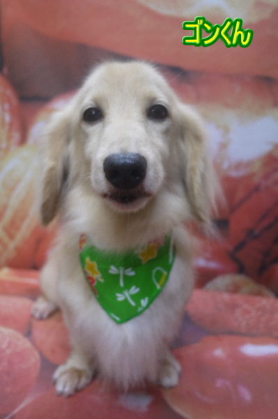 千葉県鎌ケ谷市のミニチュアダックスのトリミング画像