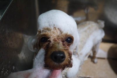 千葉県船橋市のトイプードルのシャンプー画像
