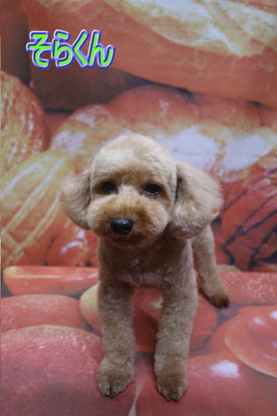 千葉県船橋市のトイプードルのトリミング画像