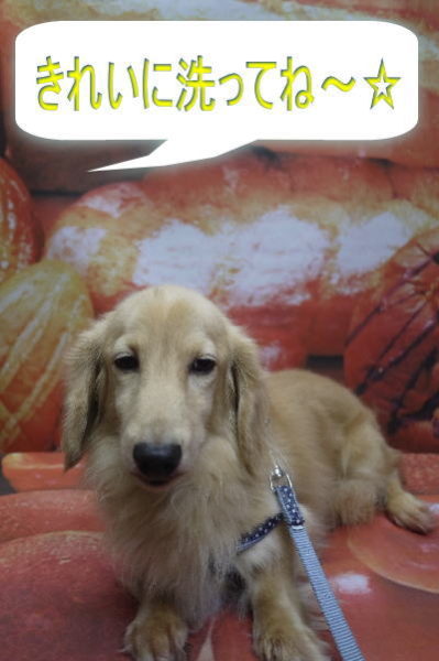 千葉県鎌ケ谷市のミニチュアダックスのトリミング前画像