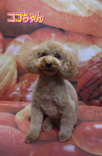 千葉県船橋市のトイプードルのトリミング画像