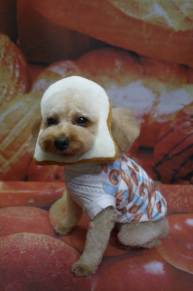 千葉県船橋市のトイプードルのトリミング画像