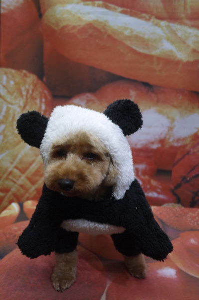 千葉県船橋市のトイプードルのトリミング画像