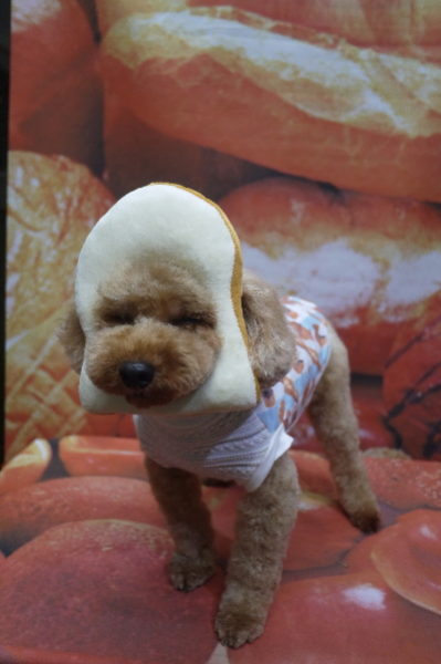 千葉県船橋市のトイプードルのトリミング画像