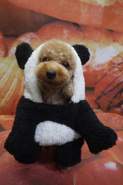 千葉県船橋市のトイプードルのトリミング画像